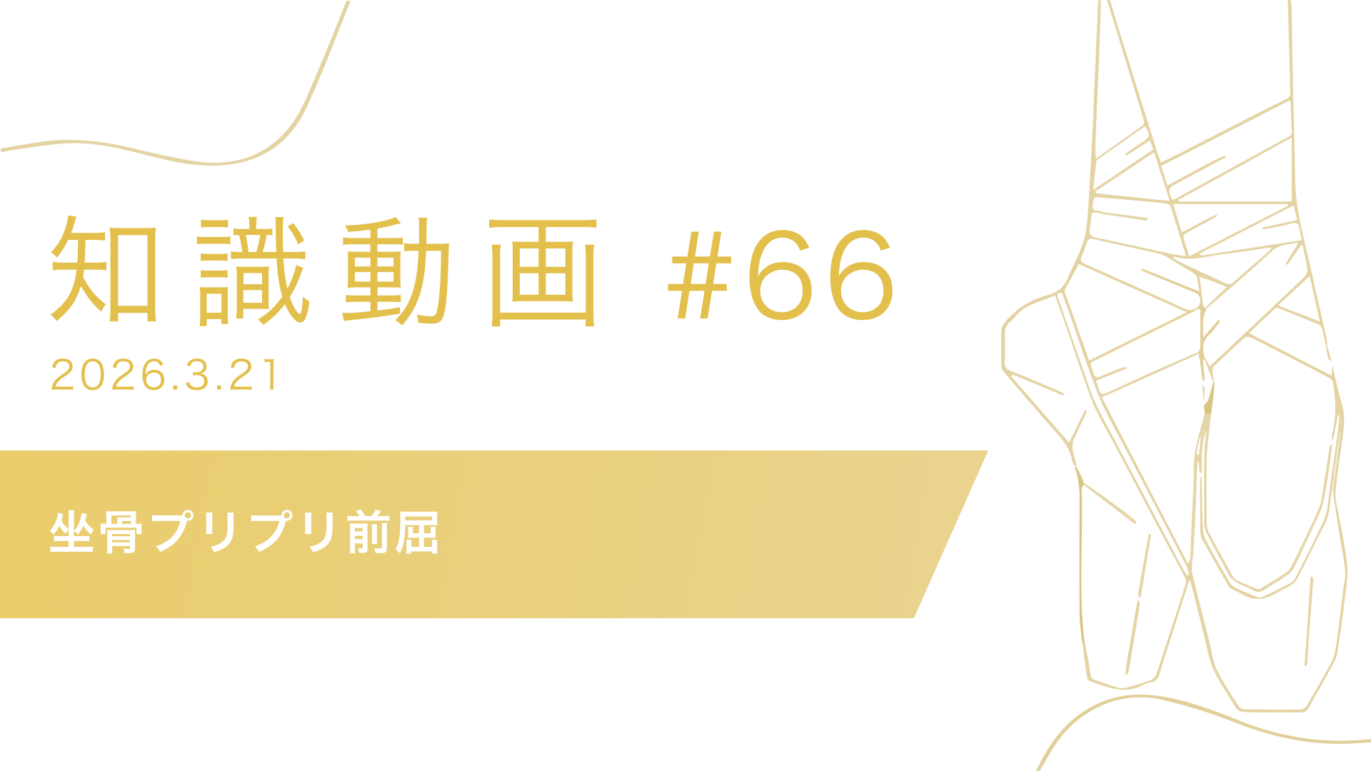 知識動画#66 坐骨プリプリ前屈